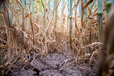 Wheat Stalks In Drought Field