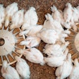 White Broilers Eating Overhead View