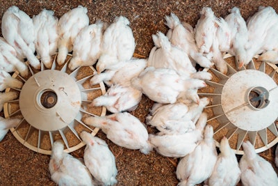 White Broilers Eating Overhead View