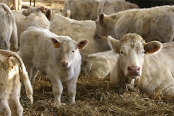 White Cows Calves