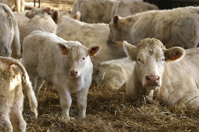 White Cows Calves