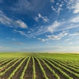 Young Soybean Crops On Sunny Day