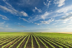 Young Soybean Crops On Sunny Day