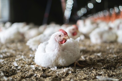 Broiler Resting (1)