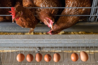 Laying Hens Eating