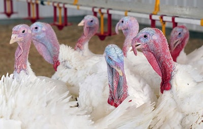 Thanksgiving Turkeys