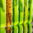 Algae Biofuel