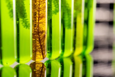 Algae Biofuel