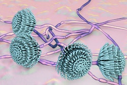 Hot, dry conditions increase the risk of Aspergillus infection and aflatoxin contamination in feed grains.