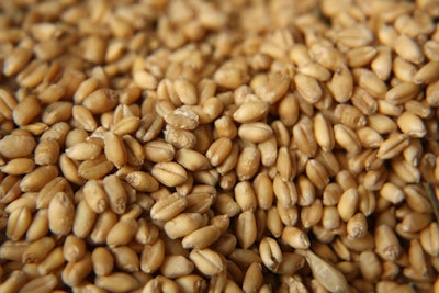 Clean Wheat Pile Closeup Pixabay 6 8 23