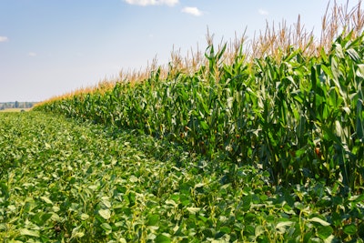 Corn Soybean Field