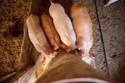 Piglets Eating