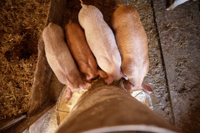 Piglets Eating