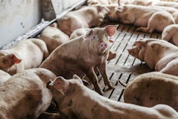 Pigs In Pen