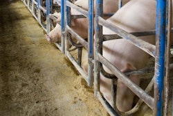 Pigs In Pens
