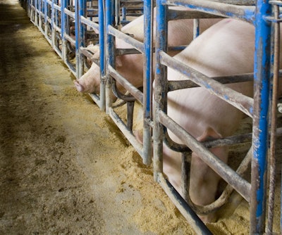 Pigs In Pens