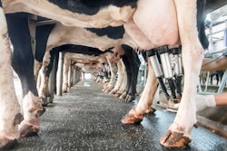 Row Of Cows Being Milked Underneath View