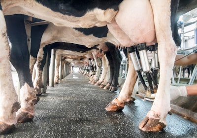 Row Of Cows Being Milked Underneath View