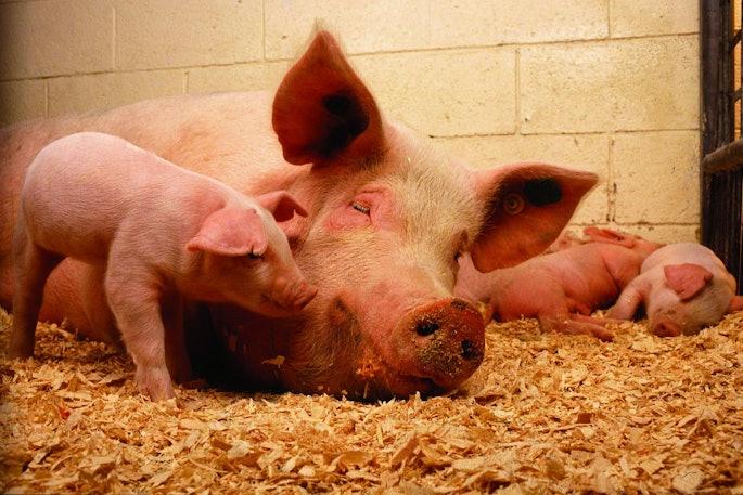 Sow And Piglets In Pen