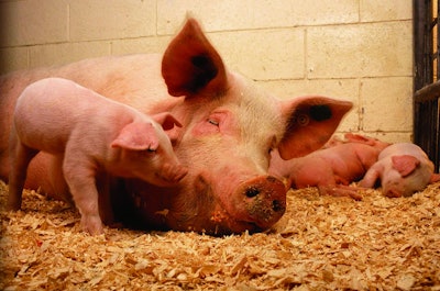 Sow And Piglets In Pen