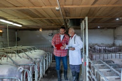 Swine Veterinarian