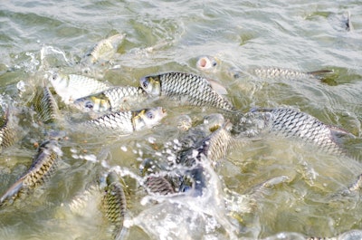 Tilapia Fish Farm 1