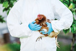 Vet Examining Brown Chicken