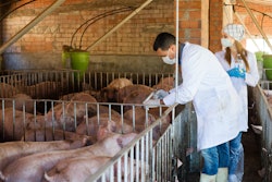 Vets Innoculating Pigs 3