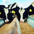 Cows Eating Feed From Feeder