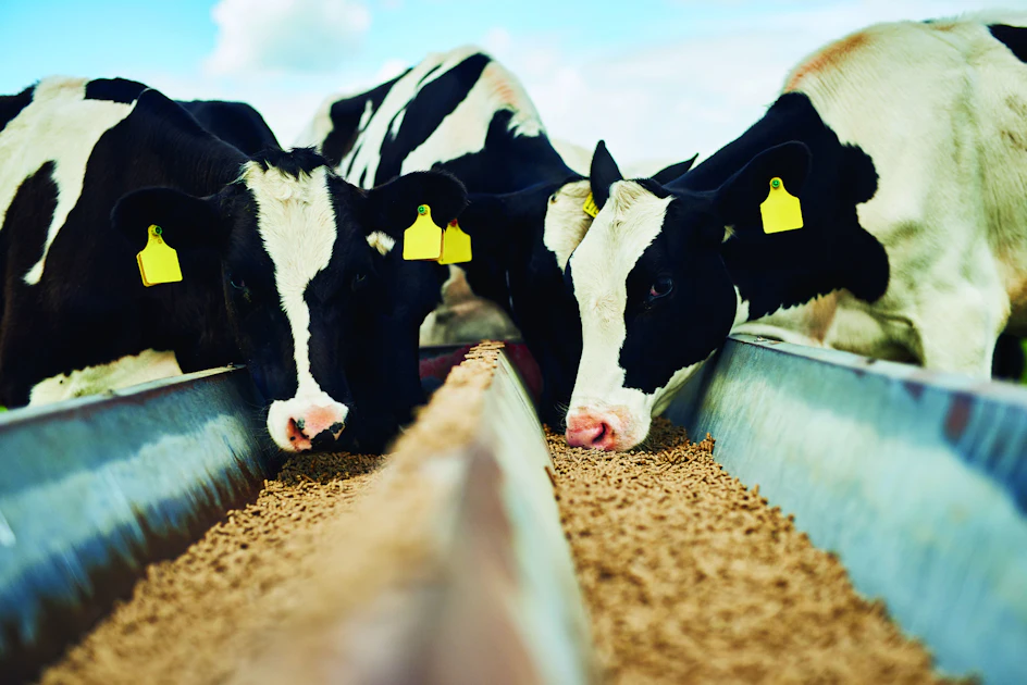 Strategy Feed Feed additives’ role in a methane mitigation strategy | Feed Strategy