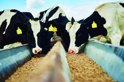 Cows Eating Feed From Feeder