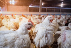 Heat Stressed Broiler1