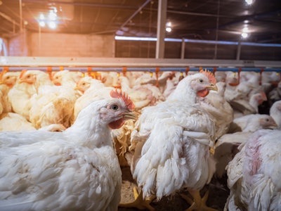 Heat Stressed Broiler1