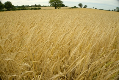 Barley Field