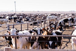 Beef Cattle Feedlot