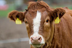 Beef Cattle With Ear Tags Nicky Pe Pixabay com