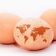 Brown Eggs With Continents