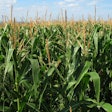 corn-field-in-summer
