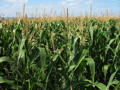 corn-field-in-summer
