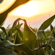 Corn Up Close In Hazy Field Split Shire Pixabay