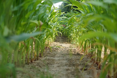 Cornfield Row Kirahoffmann Pixabay com