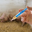 Pig Vaccine Veterinarian