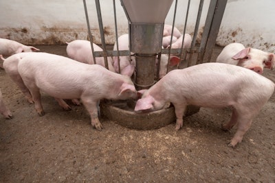 Pigs Eating From Feeder In Barn