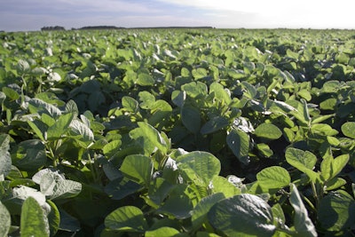 Soybean Field