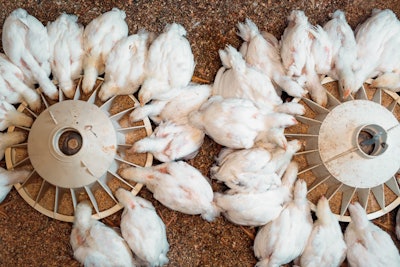 White Broilers Eating Overhead View (1)