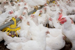 White Broilers In Poultry House 1