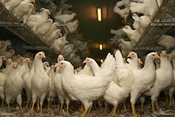 White Chickens In Poultry House 11