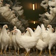 White Hens Cage Free Aviary Opening