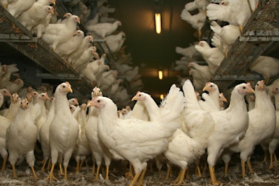White Hens Cage Free Aviary Opening