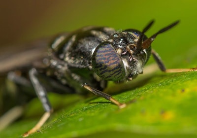 Adult Black Soldier fly.